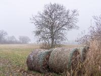 Heuballen vor einzelnem Baum im Nebel - Übersee Heinrichswinkel